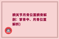 腕关节月骨位置腕骨解剖：掌骨中、月骨位置解析)