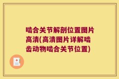啮合关节解剖位置图片高清(高清图片详解啮齿动物啮合关节位置)