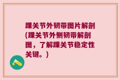 踝关节外韧带图片解剖(踝关节外侧韧带解剖图，了解踝关节稳定性关键。)