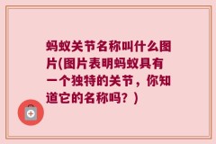 蚂蚁关节名称叫什么图片(图片表明蚂蚁具有一个独特的关节，你知道它的名称吗？)