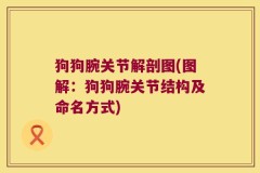 狗狗腕关节解剖图(图解：狗狗腕关节结构及命名方式)
