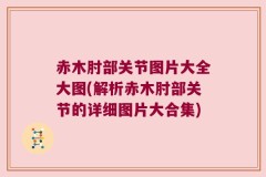 赤木肘部关节图片大全大图(解析赤木肘部关节的详细图片大合集)