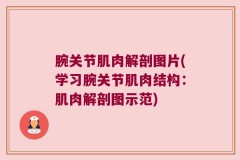 腕关节肌肉解剖图片(学习腕关节肌肉结构：肌肉解剖图示范)