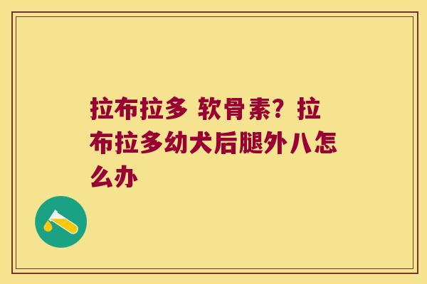 拉布拉多 软骨素？拉布拉多幼犬后腿外八怎么办
