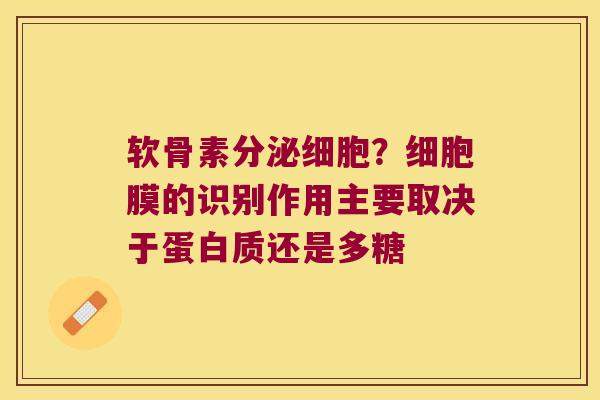 软骨素分泌细胞？细胞膜的识别作用主要取决于蛋白质还是多糖