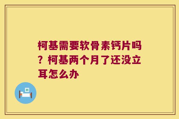 柯基需要软骨素钙片吗？柯基两个月了还没立耳怎么办