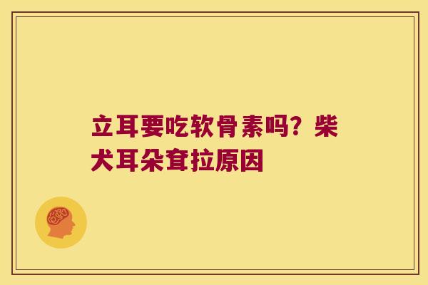 立耳要吃软骨素吗？柴犬耳朵耷拉原因