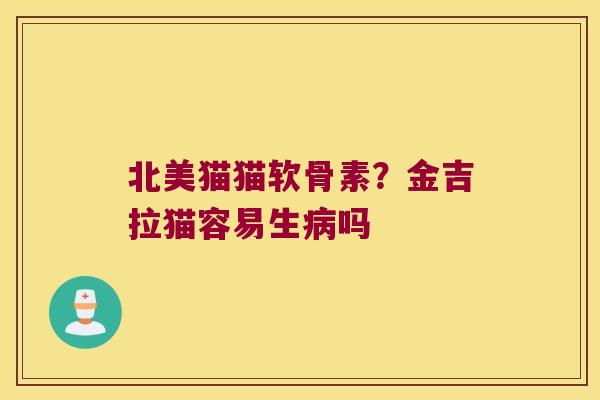 北美猫猫软骨素？金吉拉猫容易生吗