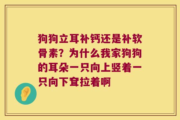 狗狗立耳补钙还是补软骨素？为什么我家狗狗的耳朵一只向上竖着一只向下耷拉着啊