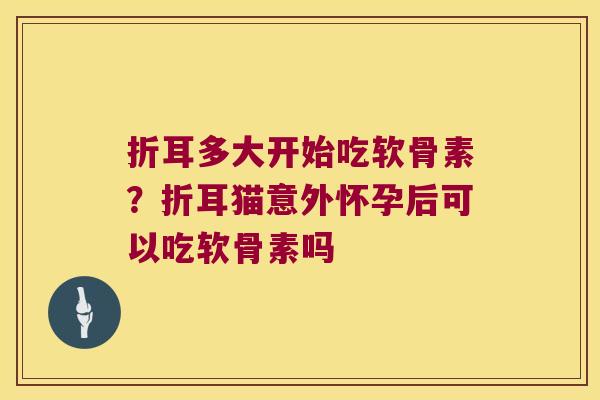 折耳多大开始吃软骨素?折耳猫意外怀孕后可以吃软骨素吗 折耳多大开始吃软骨素?折耳猫意外怀孕后可以吃软骨素吗