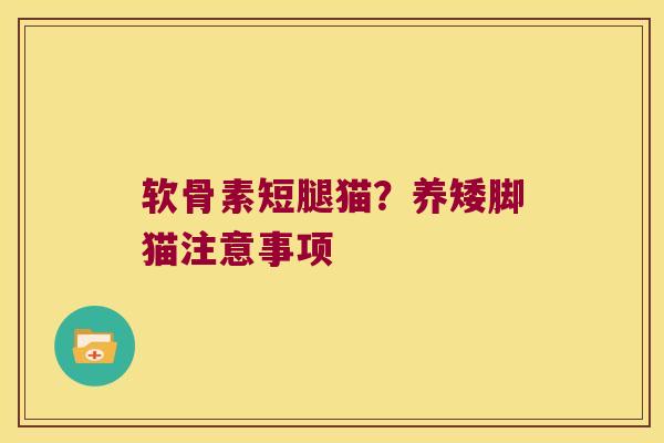 软骨素短腿猫?养矮脚猫注意事项 软骨素短腿猫?养矮脚猫注意事项
