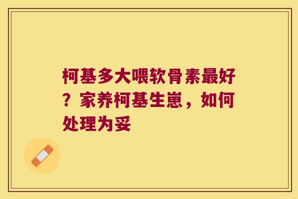 柯基多大喂软骨素好?家养柯基生崽,如何处理为妥 柯基多大喂软骨素好?家养柯基生崽,如何处理为妥