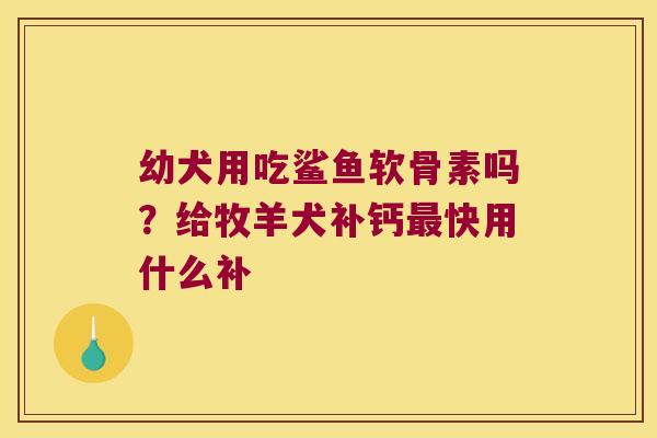 幼犬用吃鲨鱼软骨素吗？给牧羊犬补钙快用什么补