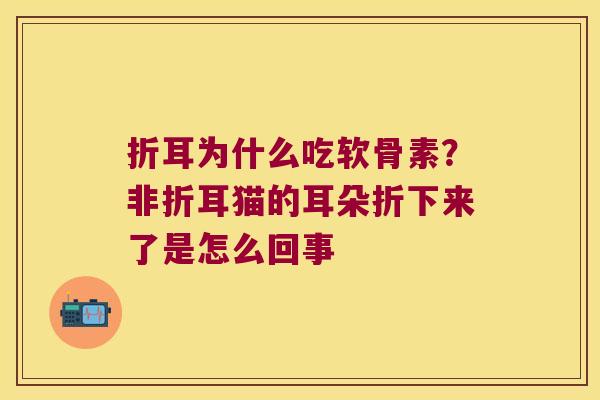 折耳为什么吃软骨素?非折耳猫的耳朵折下来了是怎么回事 折耳为什么吃软骨素?非折耳猫的耳朵折下来了是怎么回事