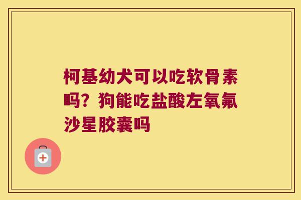 柯基幼犬可以吃软骨素吗？狗能吃盐酸左氧氟沙星胶囊吗