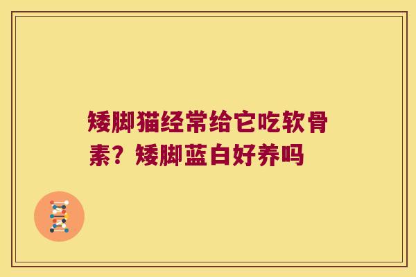 矮脚猫经常给它吃软骨素?矮脚蓝白好养吗 矮脚猫经常给它吃软骨素?矮脚蓝白好养吗