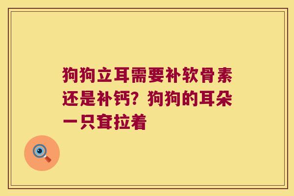 狗狗立耳需要补软骨素还是补钙?狗狗的耳朵一只耷拉着 狗狗立耳需要补软骨素还是补钙?狗狗的耳朵一只耷拉着