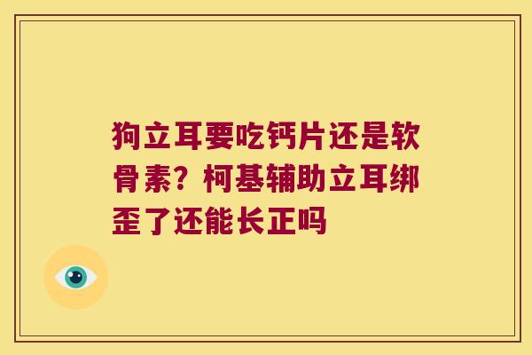 狗立耳要吃钙片还是软骨素？柯基辅助立耳绑歪了还能长正吗