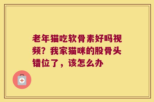 老年猫吃软骨素好吗视频？我家猫咪的股骨头错位了，该怎么办
