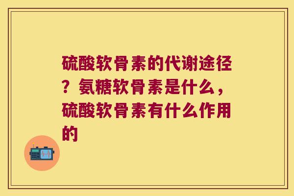 硫酸软骨素的代谢途径?氨糖软骨素是什么,硫酸软骨素有什么作用的 硫酸软骨素的代谢途径?氨糖软骨素是什么,硫酸软骨素有什么作用的