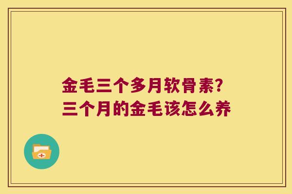 金毛三个多月软骨素?三个月的金毛该怎么养 金毛三个多月软骨素?三个月的金毛该怎么养