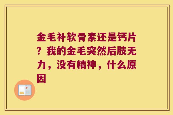 金毛补软骨素还是钙片？我的金毛突然后肢无力，没有精神，什么原因