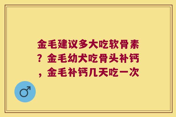 金毛建议多大吃软骨素?金毛幼犬吃骨头补钙,金毛补钙几天吃一次 金毛建议多大吃软骨素?金毛幼犬吃骨头补钙,金毛补钙几天吃一次