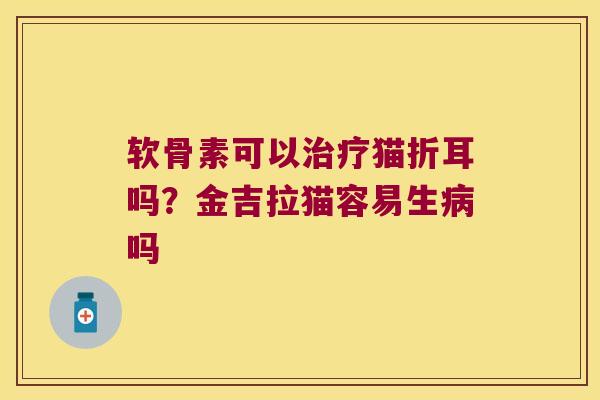 软骨素可以猫折耳吗?金吉拉猫容易生吗 软骨素可以猫折耳吗?金吉拉猫容易生吗