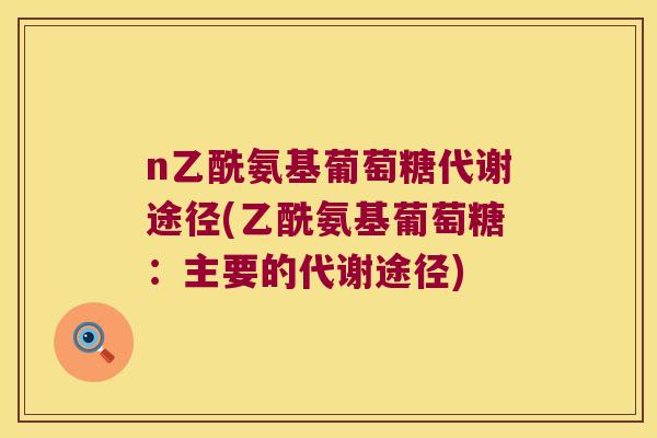 n乙酰氨基葡萄糖代谢途径(乙酰氨基葡萄糖：主要的代谢途径)