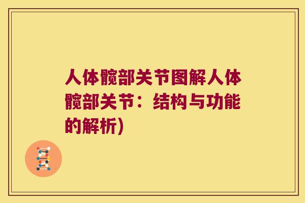 人体髋部关节图解人体髋部关节:结构与功能的解析) 人体髋部关节图解人体髋部关节:结构与功能的解析)
