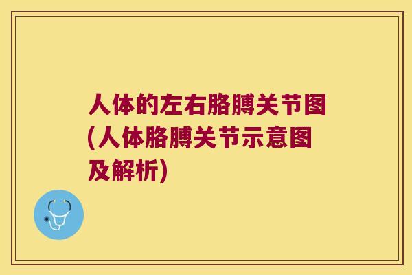 人体的左右胳膊关节图(人体胳膊关节示意图及解析)