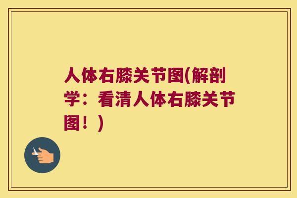 人体右膝关节图(解剖学：看清人体右膝关节图！)