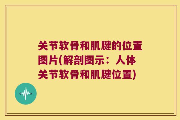 关节软骨和肌腱的位置图片(解剖图示：人体关节软骨和肌腱位置)