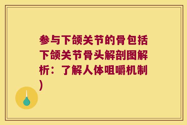 参与下颌关节的骨包括下颌关节骨头解剖图解析：了解人体咀嚼机制)