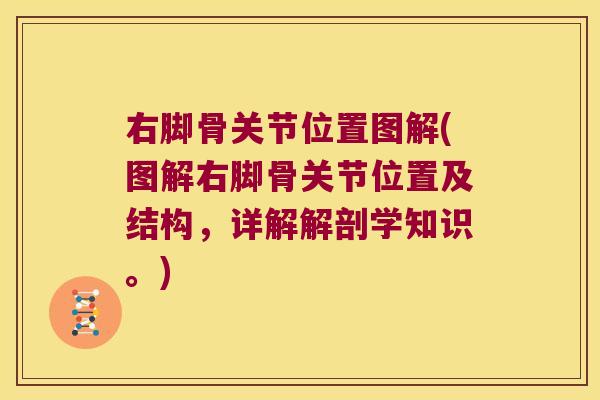 右脚骨关节位置图解(图解右脚骨关节位置及结构，详解解剖学知识。)
