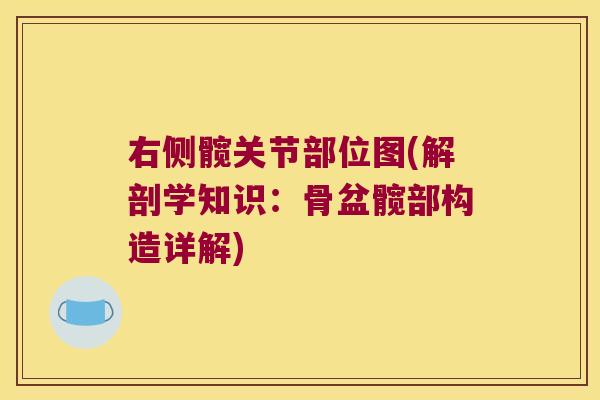 右侧髋关节部位图(解剖学知识:骨盆髋部构造详解) 右侧髋关节部位图(解剖学知识:骨盆髋部构造详解)