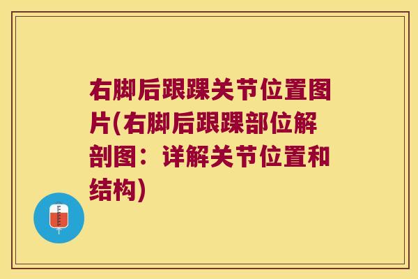 右脚后跟踝关节位置图片(右脚后跟踝部位解剖图：详解关节位置和结构)