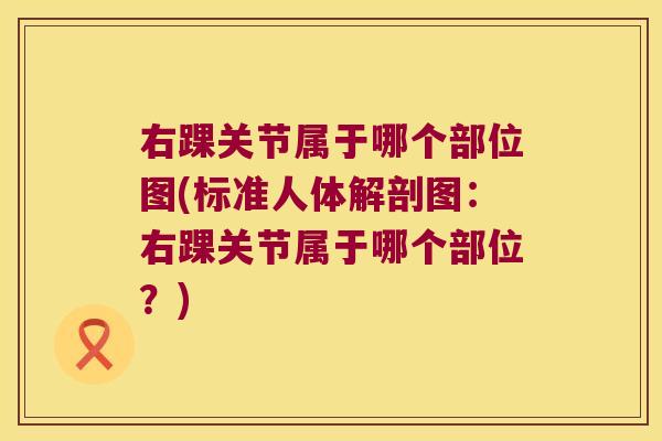 右踝关节属于哪个部位图(标准人体解剖图：右踝关节属于哪个部位？)