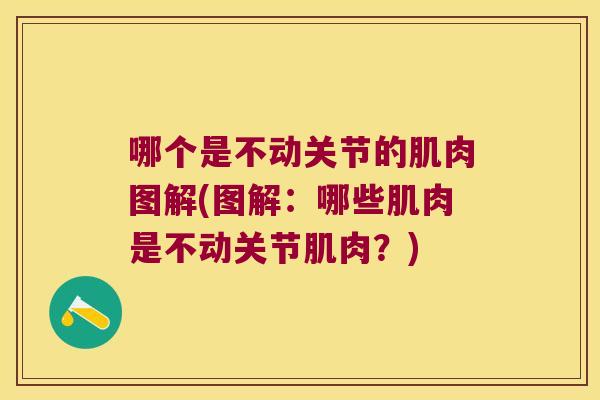 哪个是不动关节的肌肉图解(图解:哪些肌肉是不动关节肌肉?) 哪个是不动关节的肌肉图解(图解:哪些肌肉是不动关节肌肉?)