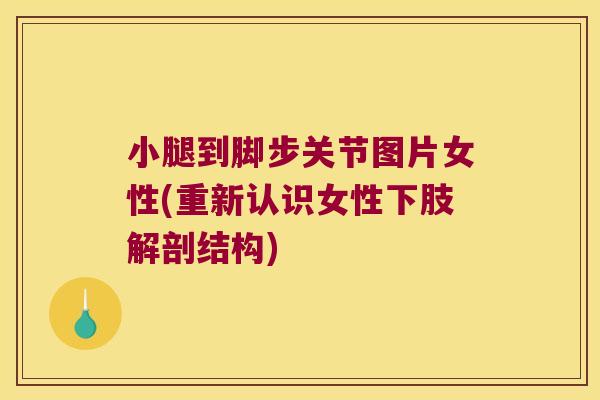 小腿到脚步关节图片女性(重新认识女性下肢解剖结构) 小腿到脚步关节图片女性(重新认识女性下肢解剖结构)