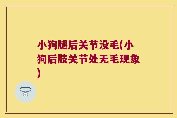 小狗腿后关节没毛(小狗后肢关节处无毛现象) 小狗腿后关节没毛(小狗后肢关节处无毛现象)