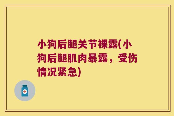 小狗后腿关节裸露(小狗后腿肌肉暴露,受伤情况紧急) 小狗后腿关节裸露(小狗后腿肌肉暴露,受伤情况紧急)