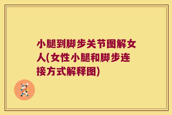 小腿到脚步关节图解女人(女性小腿和脚步连接方式解释图)
