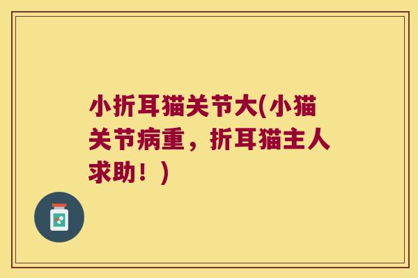 小折耳猫关节大(小猫关节重，折耳猫主人求助！)