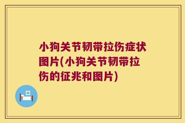 小狗关节韧带拉伤症状图片(小狗关节韧带拉伤的征兆和图片) 小狗关节韧带拉伤症状图片(小狗关节韧带拉伤的征兆和图片)