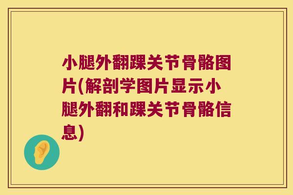 小腿外翻踝关节骨骼图片(解剖学图片显示小腿外翻和踝关节骨骼信息)