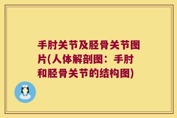 手肘关节及胫骨关节图片(人体解剖图:手肘和胫骨关节的结构图) 手肘关节及胫骨关节图片(人体解剖图:手肘和胫骨关节的结构图)
