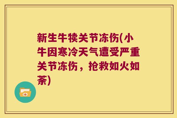 新生牛犊关节冻伤(小牛因寒冷天气遭受严重关节冻伤，抢救如火如荼)