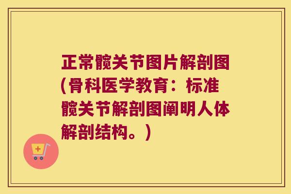 正常髋关节图片解剖图(骨科医学教育：标准髋关节解剖图阐明人体解剖结构。)