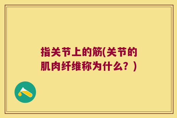 指关节上的筋(关节的肌肉纤维称为什么？)